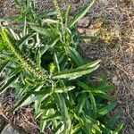 Veronica spicata Blatt