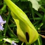Arum maculatum Flor
