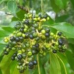 Oreopanax capitatus Fruit