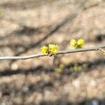 Lindera benzoin Blad