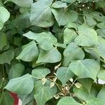 Erythrina variegata Folla