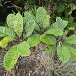 Pleurocalyptus pancheri Habit