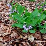 Mertensia virginicaBlüte