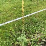 Verbascum nigrum 形态