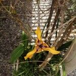 Cypella herbertii Flor