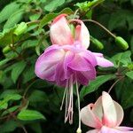 Fuchsia spp. ശീലം