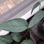 Monstera siltepecana Leaf