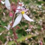 Saxifraga stolonifera Blomst