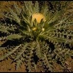 Cirsium undulatum Habit