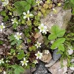 Saxifraga hypnoides Fula