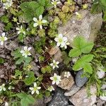 Saxifraga hypnoides Květ