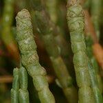 Salicornia perennis Other