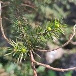 Acacia verticillata Blatt