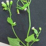 Fleischmannia microstemon その他の提案