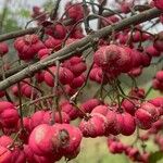 Euonymus europaeusFruit