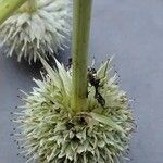 Eryngium yuccifolium Květ