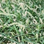Cenchrus biflorus Хабит