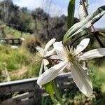 Clematis armandiFlower