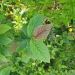 Cotoneaster bullatus Blatt