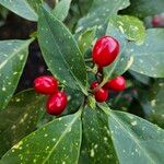 Aucuba japonica Fruit