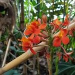 Epidendrum radicans Flower