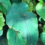 Begonia handelii Folha