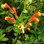 Centropogon granulosus Flower