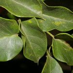 Marsdenia propinqua Leaf