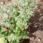 Borago officinalis Pokrój