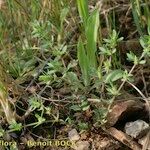 Paronychia echinulata Habit