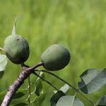 Sclerocarya birrea Плод