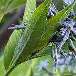 Amsonia elliptica Foglia