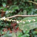 Vadensea tenuifoliaFlower