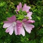 Malva alcea Blomma