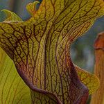 Sarracenia rubra Levél