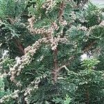 Chamaecyparis obtusa 花