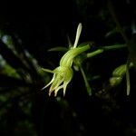 Angraecum calceolus फूल