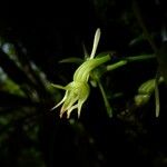 Angraecum calceolus Цвят