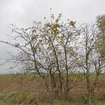 Malus domestica ᱛᱟᱦᱮᱸ