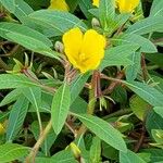 Ludwigia grandiflora List