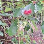 Barringtonia acutangula Leaf