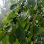 Rhamnus cathartica Fruto