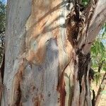 Eucalyptus camaldulensis പുറംതൊലി