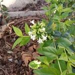 Abelia chinensis 花