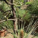 Pinus ponderosa आदत