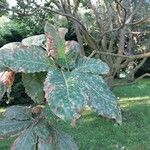 Quercus pontica Blatt