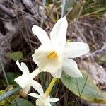 Narcissus dubiusFlor