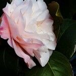 Camellia oleifera Fiore