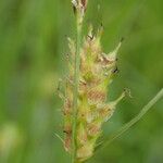 Carex hirta Fruto