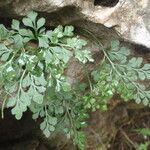 Asplenium ruta-muraria整株植物